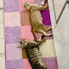 2.5ヶ月くらい男の子と女の子