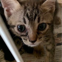 里親さん募集中です