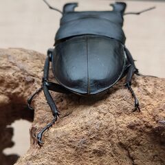 本土ヒラタ　ヒラタクワガタ　1♂2♀　【新成虫】 ＊交渉済みの画像