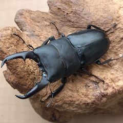 本土ヒラタ　ヒラタクワガタ　1♂2♀　【新成虫】 ＊交渉済み