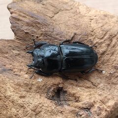 本土ヒラタ　ヒラタクワガタ　1♂2♀　【新成虫】 ＊交渉済みの画像