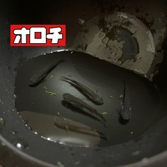10匹セット❗️🐟メダカ　オロチ若魚🐟