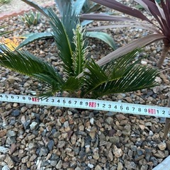 蘇轍　ソテツ　　の画像