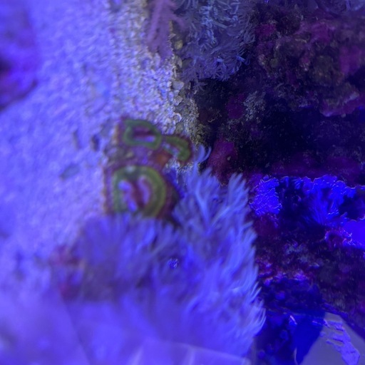 サンゴ