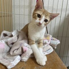 11月中旬避妊手術しました
