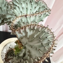 多肉植物：ユーフォルビア・大明神*マハラジャの画像