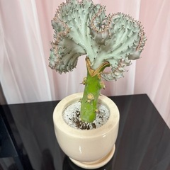多肉植物：ユーフォルビア・大明神*マハラジャの画像