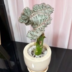 多肉植物：ユーフォルビア・大明神*マハラジャ