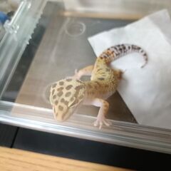 レオパ雄 食欲旺盛 約1 雌１年半歳
