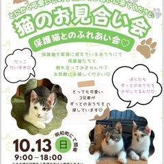 保護ネコさんとのお見合い会