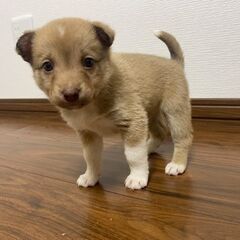 里親募集！【おこわ♀】ひと月ちょっとくらい 道東より保護