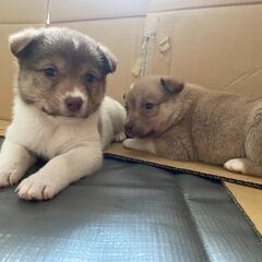 【おせち 】♀ 1ヶ月位 Mix犬里親さん募集