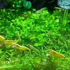 イエローチェリーシュリンプ(若エビ) 10匹の画像