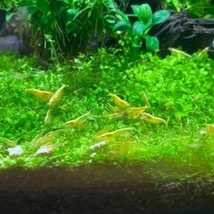 イエローチェリーシュリンプ(若エビ) 10匹の画像