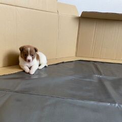 【おかゆ】♀ 1ヶ月位  保護犬 子犬 里親募集 - 犬
