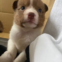 【おかゆ】♀ 1ヶ月位  保護犬 子犬 里親募集 - 厚岸郡