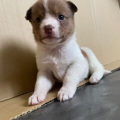 【おかゆ】♀ 1ヶ月位  保護犬 子犬 里親募集