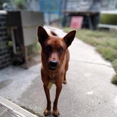 1歳6ヵ月の中型ミックス犬