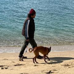 1歳6ヵ月の中型ミックス犬 - 和歌山市
