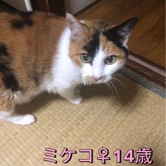 猫4匹