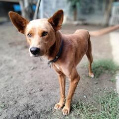 1歳6ヵ月の中型ミックス犬 - 犬