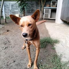 1歳6ヵ月の中型ミックス犬 − 和歌山県