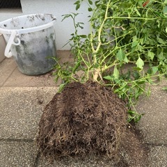 馬ふん米糠やさしい堆肥　6kg の画像