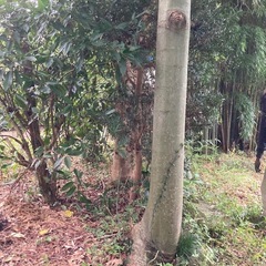 チェーンソーの練習にどうぞ。
