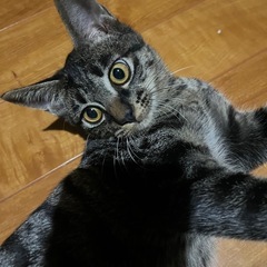 6ヶ月保護猫オス