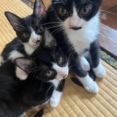 保護猫6ヶ月ハチワレ - 筑西市