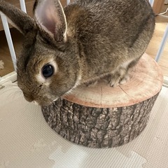ネザーランドドワーフ　男の子