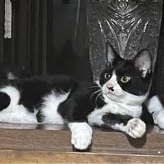 保護猫6ヶ月ハチワレ - 猫