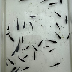 ミッドナイトフリル漆黒　　　　　の画像