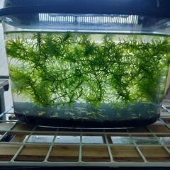 【一旦停止】ミナミヌマエビ☆稚エビ10匹セットの画像