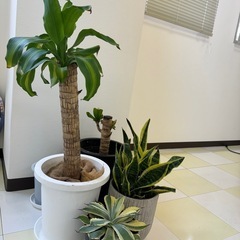 観葉植物　ユッカ　サンスベリア 