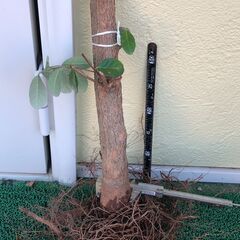 フェイジョア ジェミニ 樹根幹　H約50ｃｍ　１本で結実、春花、...