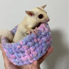 フクロモモンガ(クリミノ)男の子