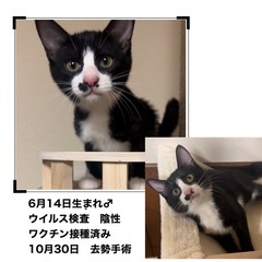 保護した妊婦猫ちゃんが出産した兄妹
