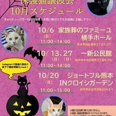 😽抱っこOK！保護猫の譲渡会🎵