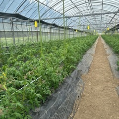 10月10日トマトの定植作業