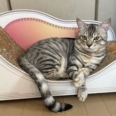 良い里親さん決まりました。 - 高崎市