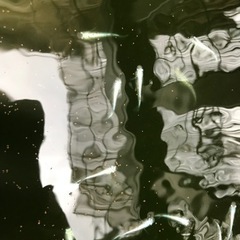 メダカ5匹【おまけ】タニシとえびの画像