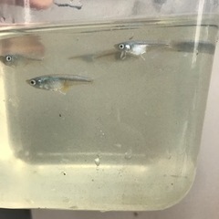 メダカ5匹【おまけ】タニシとえびの画像