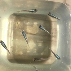 メダカ5匹【おまけ】タニシとえびの画像