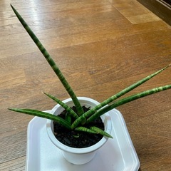 サンスベリア(トラノオ)大2株