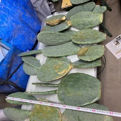 大型宝剣、ウチワサボテン