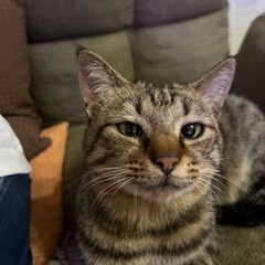 黒キジの優しい男の子　ダブルキャリアですがこの子にお家と家族を🙏