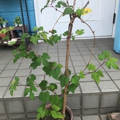 ノブドウ(実生苗2年目)苗のみ