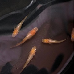 🐟10月14日メダカイベント開催🐟(羽曳野市古市)