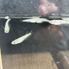 シャンパンゴールドメダカ8匹